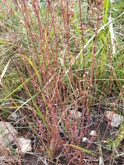 Polygonum novoascanicum
