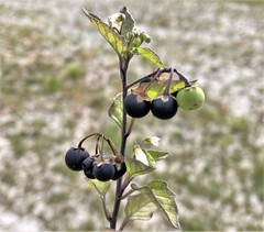 Solanum nigrum nigrum