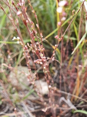 Polygonum novoascanicum