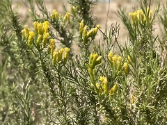 Chrysothamnus greenei