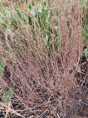 Polygonum novoascanicum