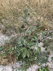 Solanum nigrum nigrum