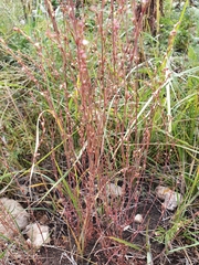 Polygonum novoascanicum