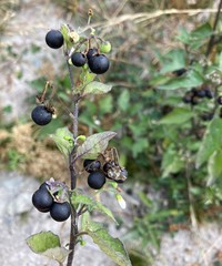 Solanum nigrum nigrum