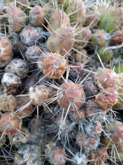 Maihueniopsis ovata