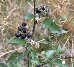 Solanum nigrum nigrum