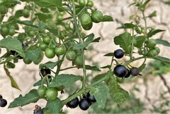 Solanum nigrum nigrum