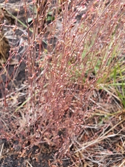 Polygonum novoascanicum