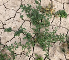 Solanum nigrum nigrum