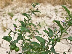 Solanum nigrum nigrum