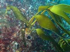 Laminaria pallida