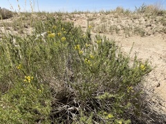 Chrysothamnus greenei