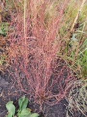 Polygonum novoascanicum