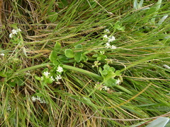 Apium decumbens