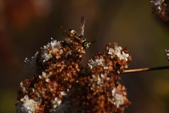 Euodynerus hidalgo