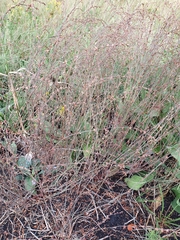 Polygonum novoascanicum