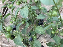 Solanum nigrum nigrum