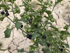Solanum nigrum nigrum