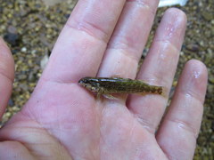 Etheostoma lynceum