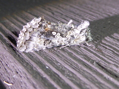 Syngrapha octoscripta