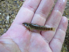 Etheostoma lynceum