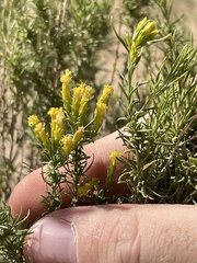 Chrysothamnus greenei