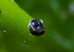 Eulithidium