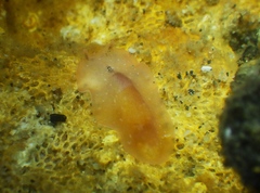 Eurylepta aurantiaca