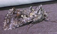 Syngrapha octoscripta