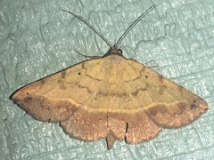 Hemeroplanis scopulepes