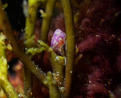 Eulithidium