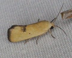 Ponometia tortricina