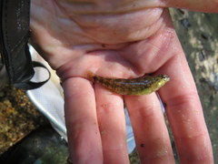 Etheostoma lynceum