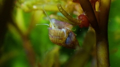 Eulithidium