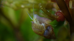 Eulithidium