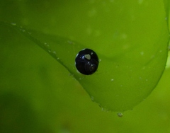 Eulithidium
