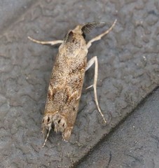 Prionapteryx indentella