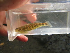 Etheostoma lynceum