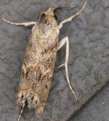 Prionapteryx indentella