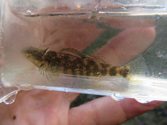 Etheostoma lynceum