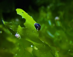 Eulithidium