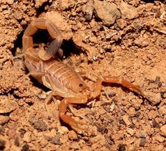 Uroplectes schlechteri