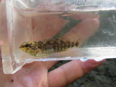 Etheostoma lynceum