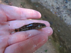 Etheostoma lynceum