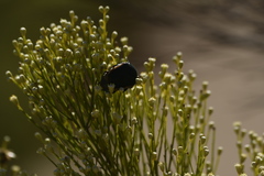 Cotinis mutabilis