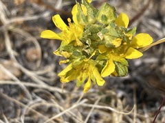 Ivesia lycopodioides