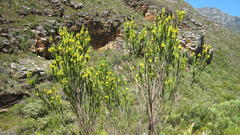 Aspalathus pachyloba