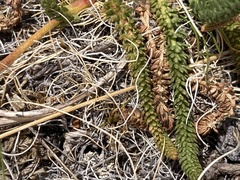 Ivesia lycopodioides