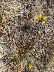 Ivesia lycopodioides