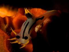 Polycera capensis